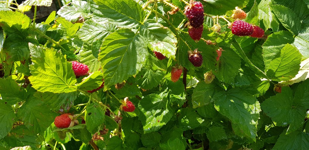 berries
