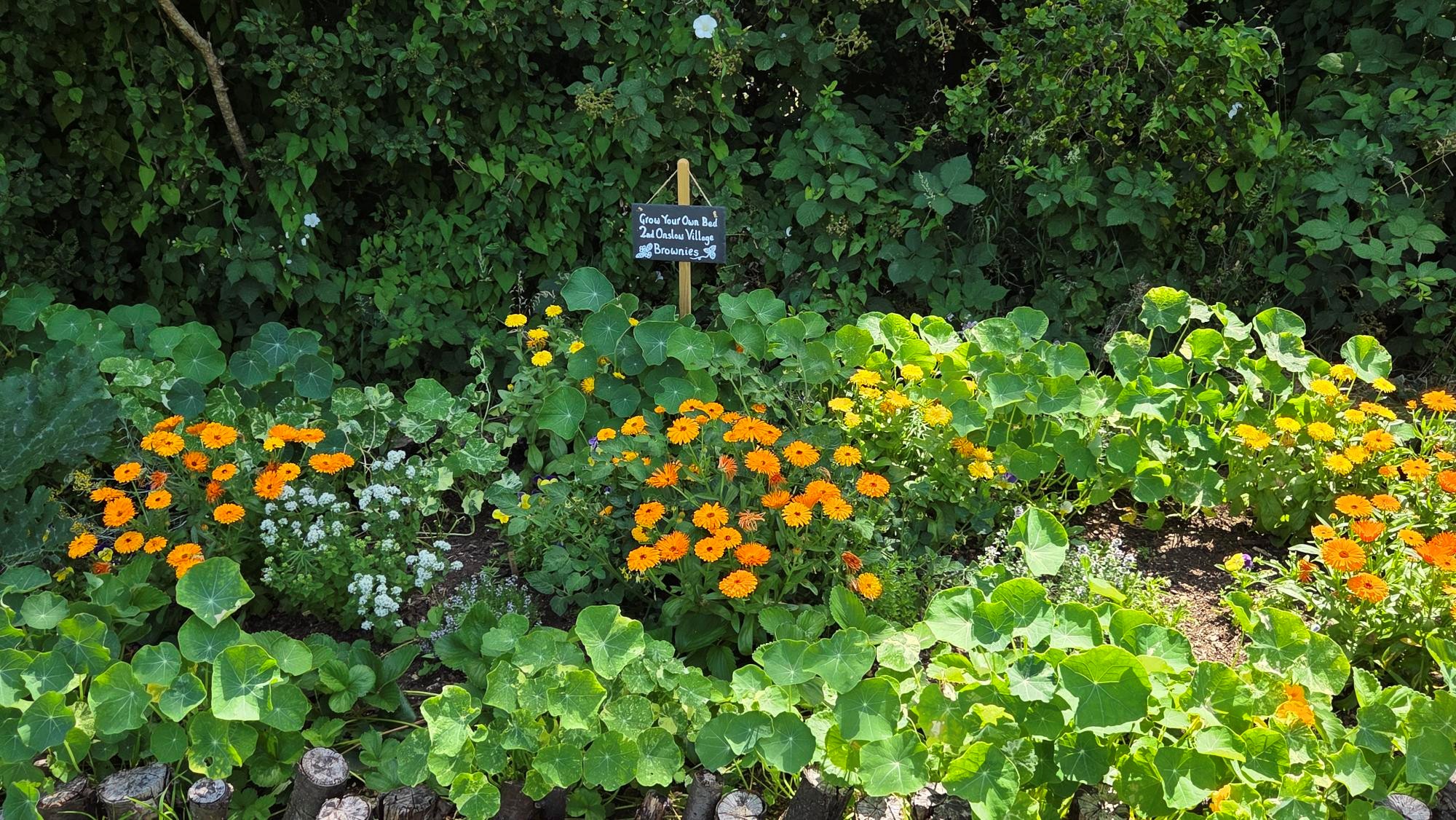 Edible flowers in a bed
