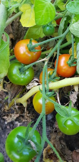 tomatoes