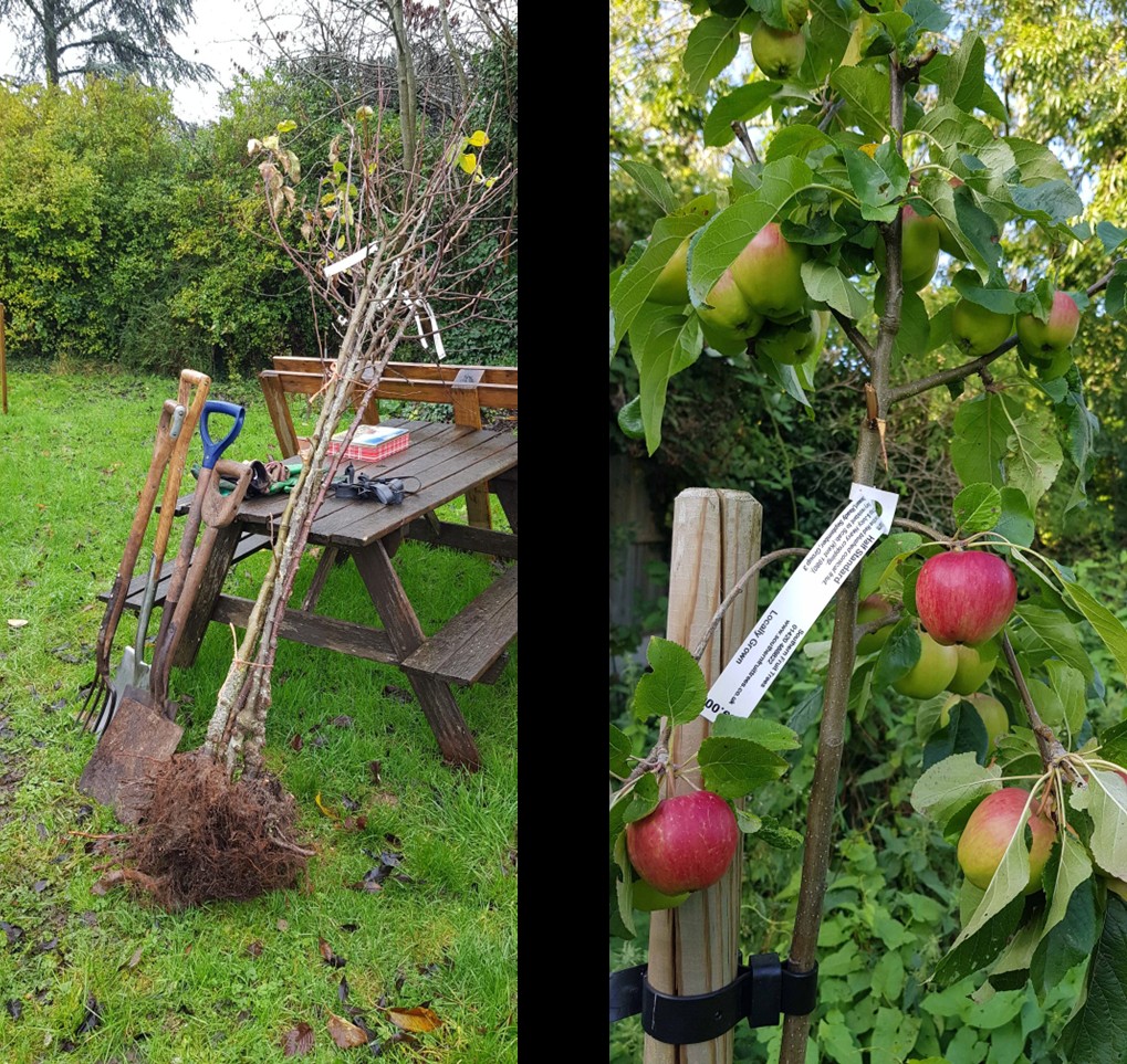 fruit trees