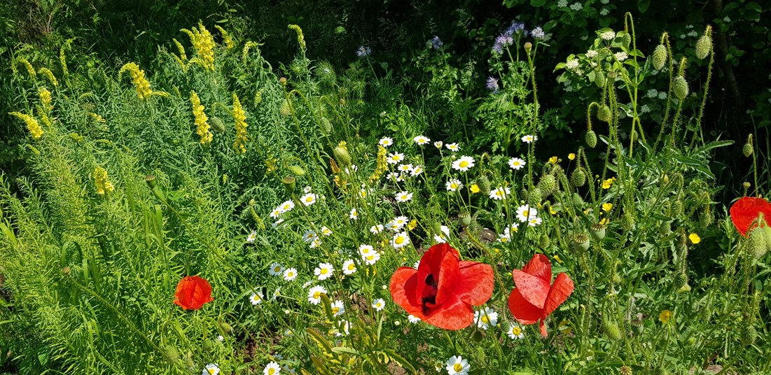 flower meadow